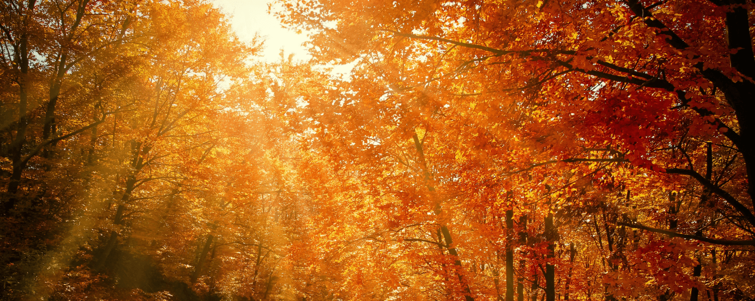 Ein sonnenüberfluteter Herbstwald mit Bäumen voller orangefarbener und roter Blätter. Sonnenstrahlen brechen durch das Blätterdach und erleuchten den Pfad, der sich durch den Wald schlängelt.