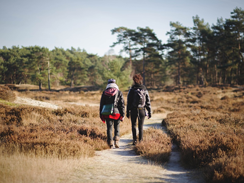 Zwei Personen wandern auf einem schmalen Sandweg durch ein offenes Heidegebiet mit niedrigen Sträuchern, umgeben von Kiefern unter einem klaren Himmel.